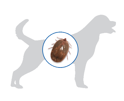 Brown dog tick