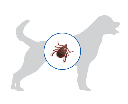 brown dog tick