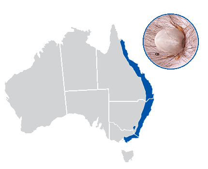paralysis tick engorged insect slider