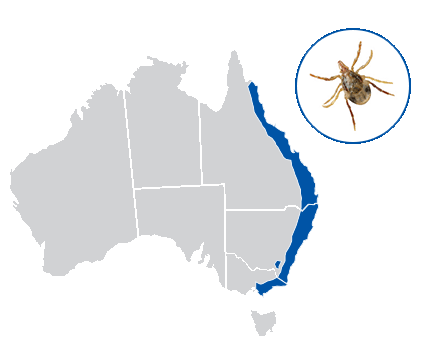 paralysis tick insect slider