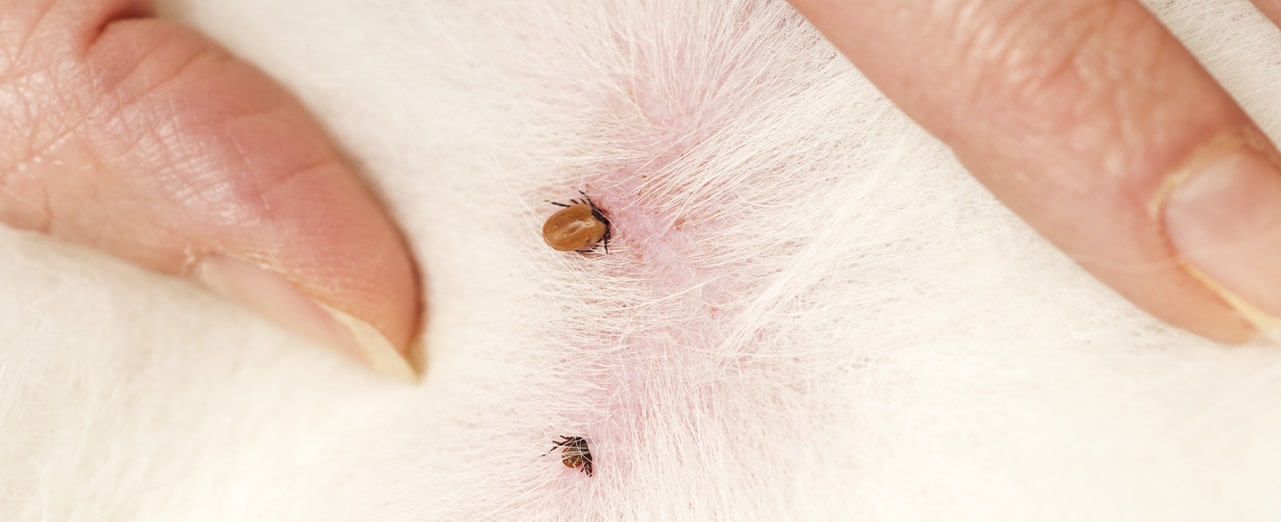 Ticks on dogs