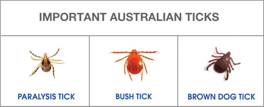 tick table