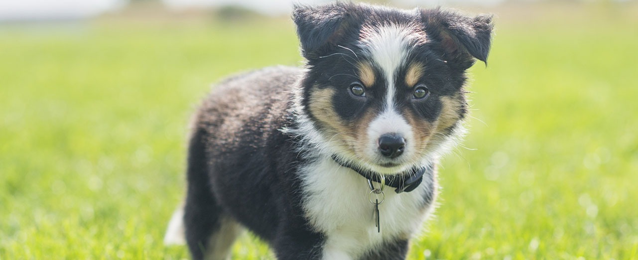 Whipworms in puppies