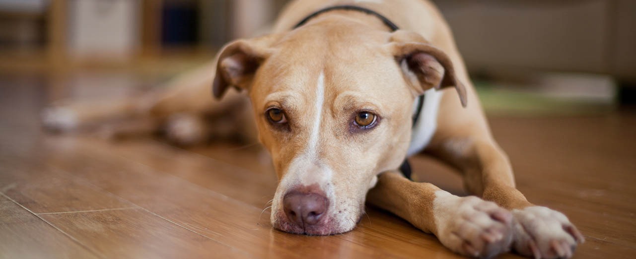 Brown dog tick symptoms