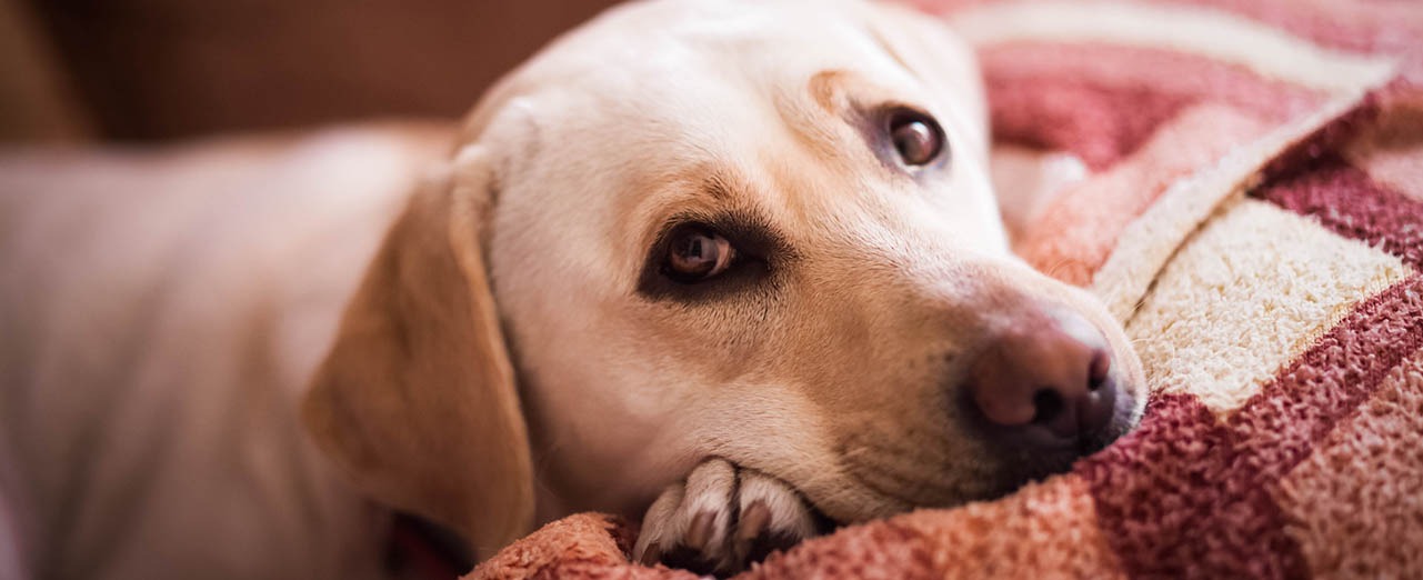 Bush tick symptoms in dogs