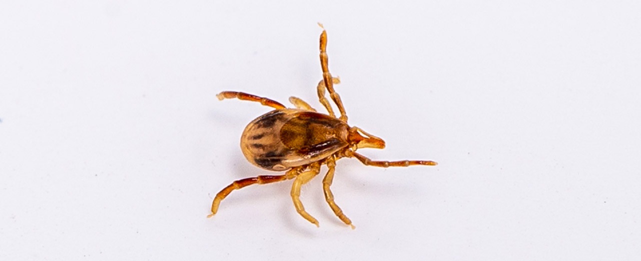 Paralysis Tick