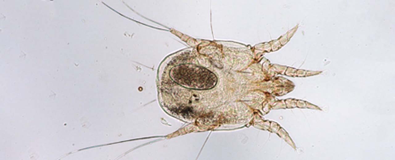 Ear Mite