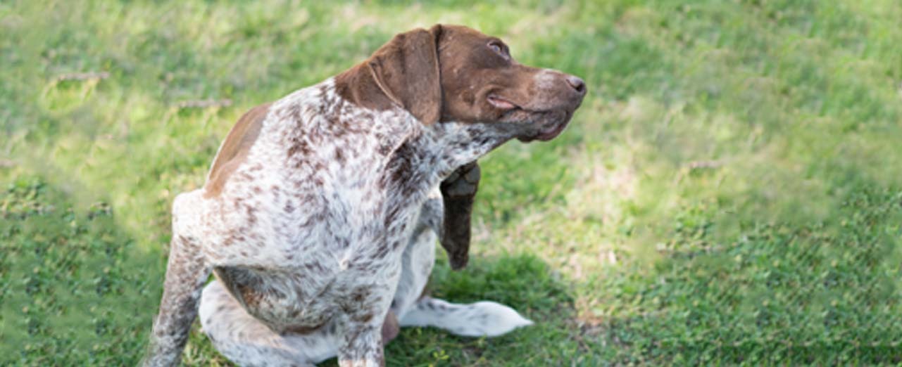 Dog mite symptoms
