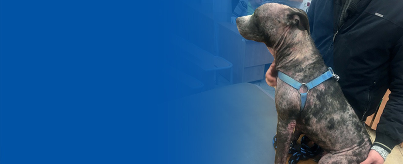 Demodectic mange resulting in generalised hair loss and dermatitis 