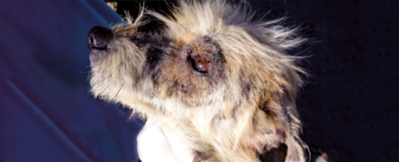 Sarcoptic mange lesions on the face