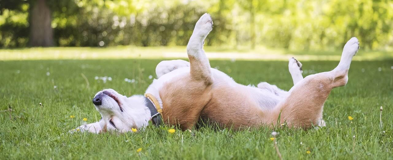 flea treatment for dogs 2