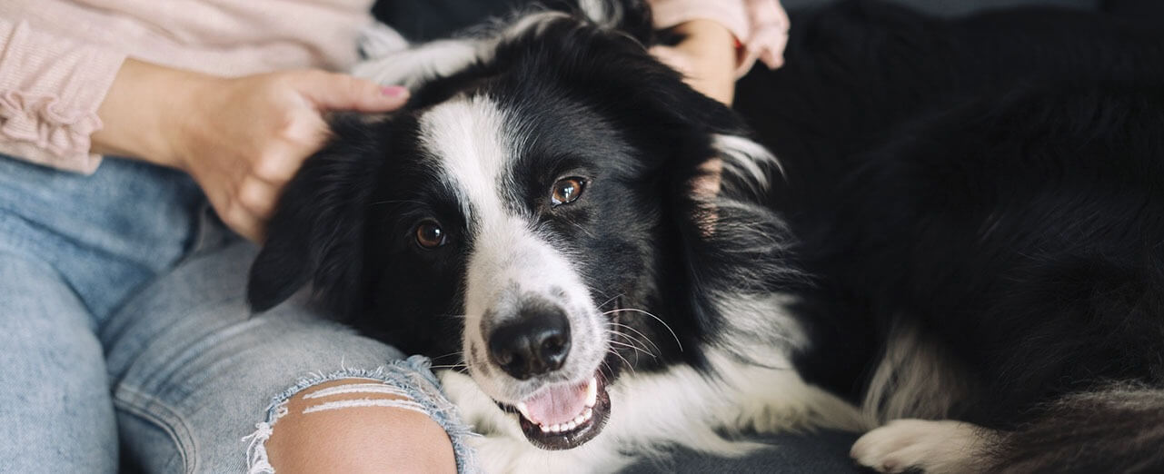 how to find ticks on black dogs