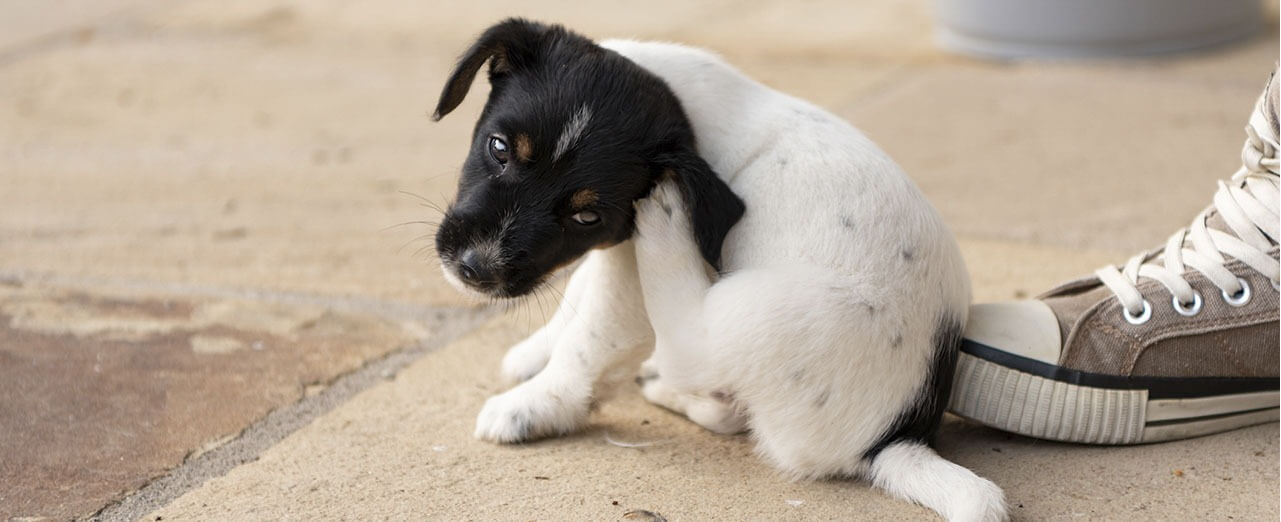 does my dog have ear mites image 2