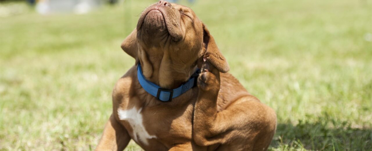 what do mites look like on dogs 2