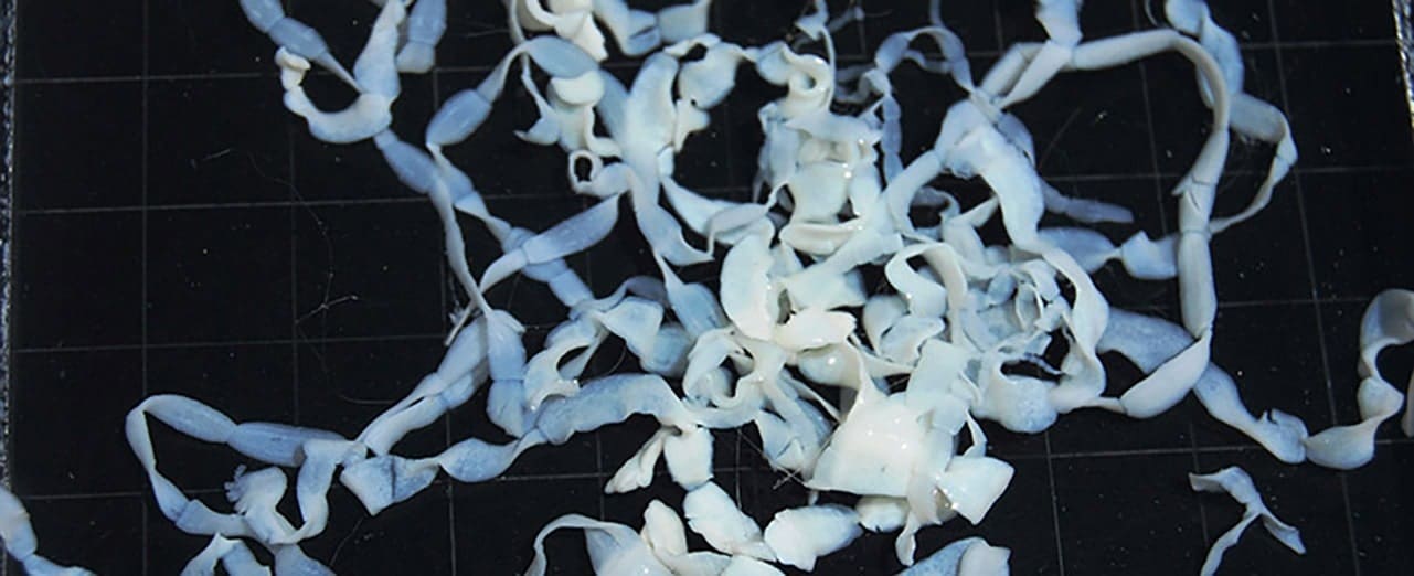 Flea tapeworm segments