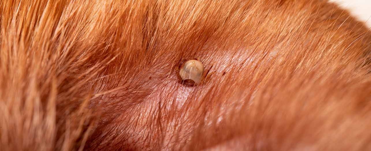 Paralysis tick engorged