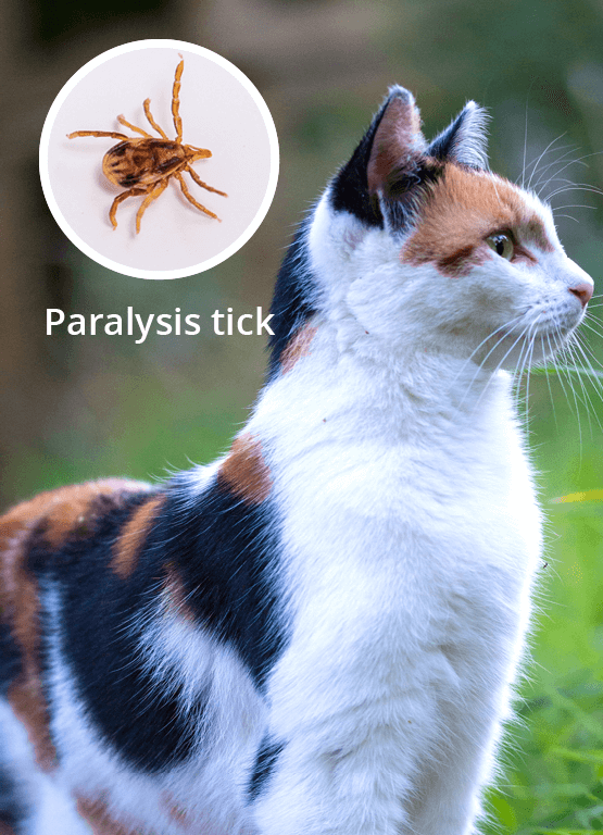 Paralysis_tick - portrait