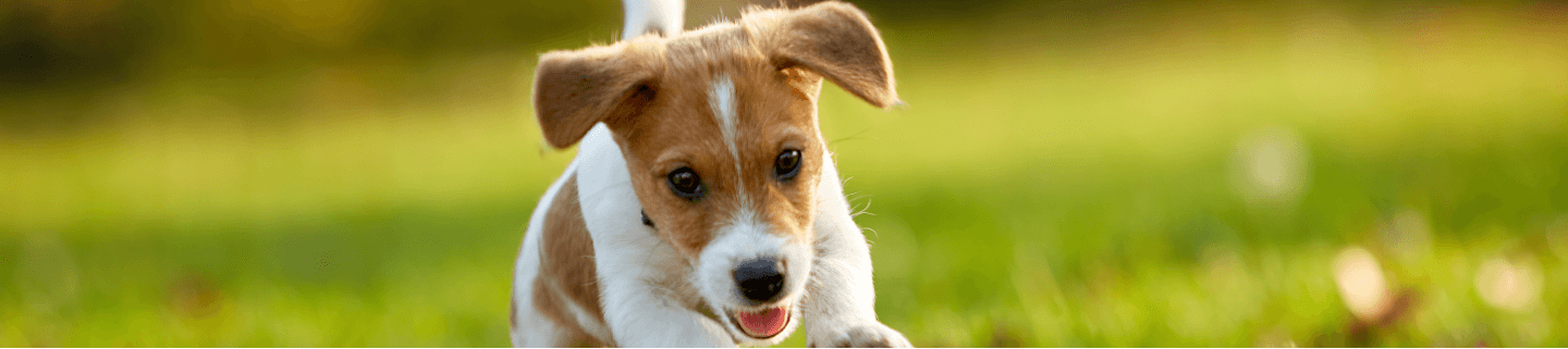 New puppy checklist 2