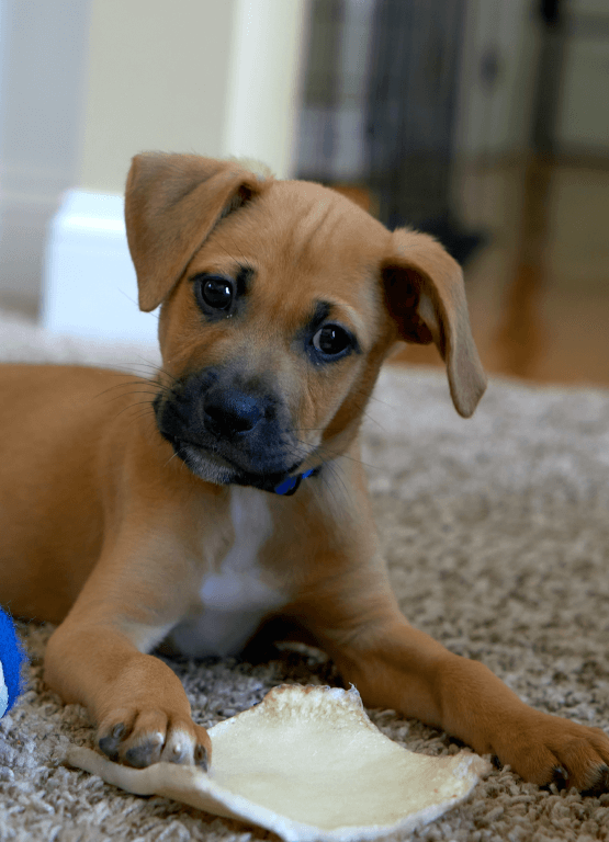 Puppy and food treats