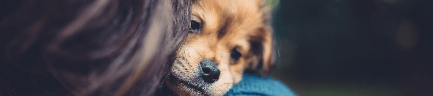 Puppy separation anxiety