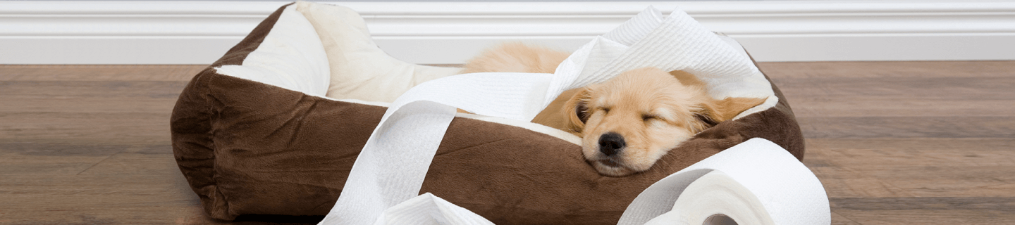 Puppy toilet training