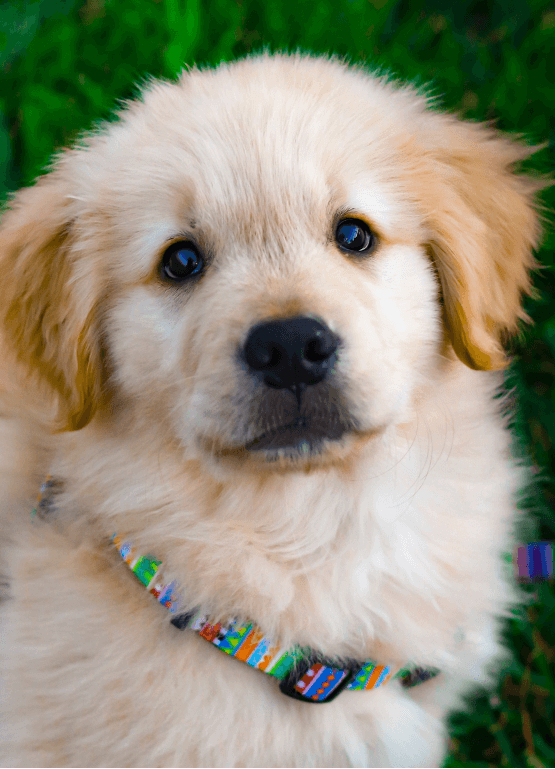Puppy walk image text