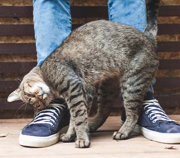 Tabby cat rubbing against human legs.