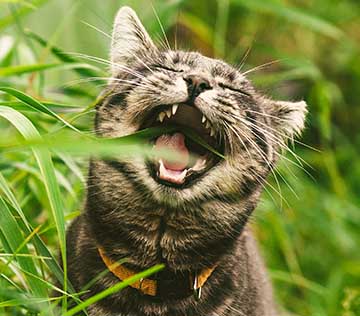 Tabby cat biting grass.