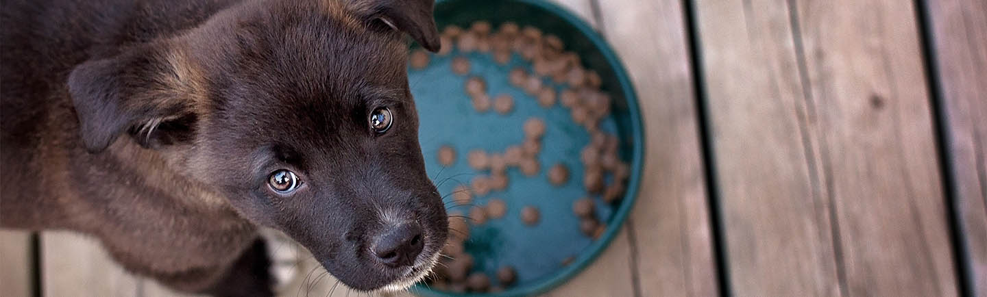 Dark brown puppy looking up from food dish on wooden floorboard.