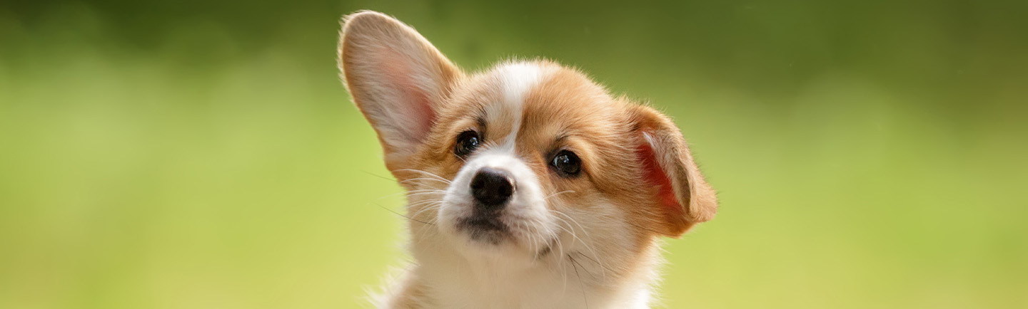 Close up of puppy head in a grassy setting.