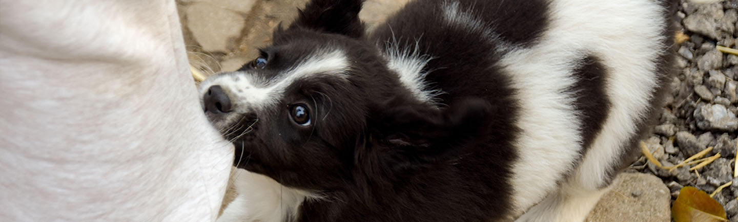 Naughty puppy pulling on trouser leg outdoors.