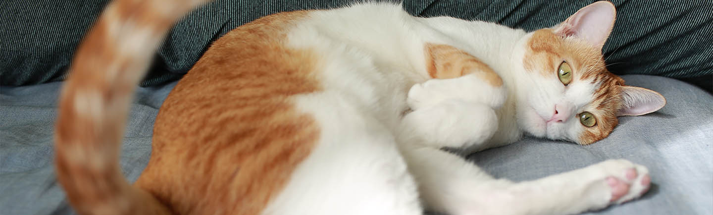 White and ginger cat playing on the bed.