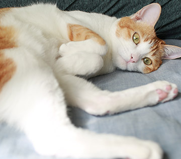 White and ginger cat playing on the bed.