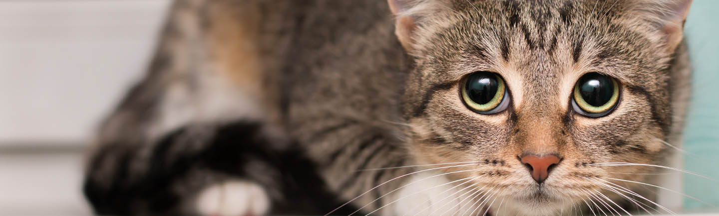 Frightened tabby cat shrinking at the window with dilated pupils.