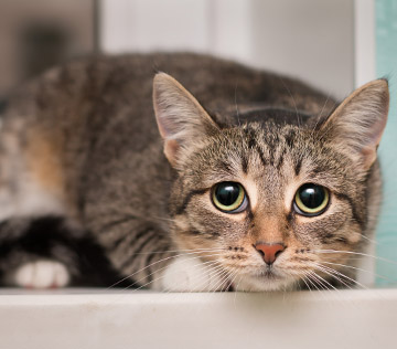 Frightened tabby cat shrinking at the window with dilated pupils.