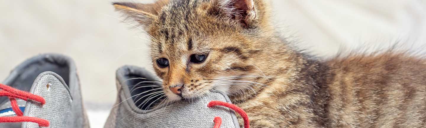 A small tabby kitten bites a shoe.