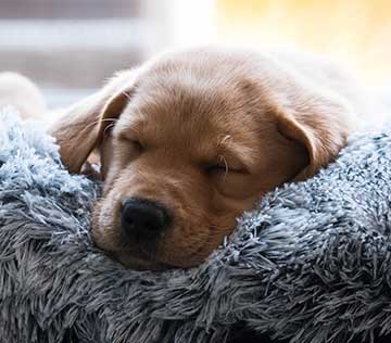 Puppy sleeping in blue dog bed.