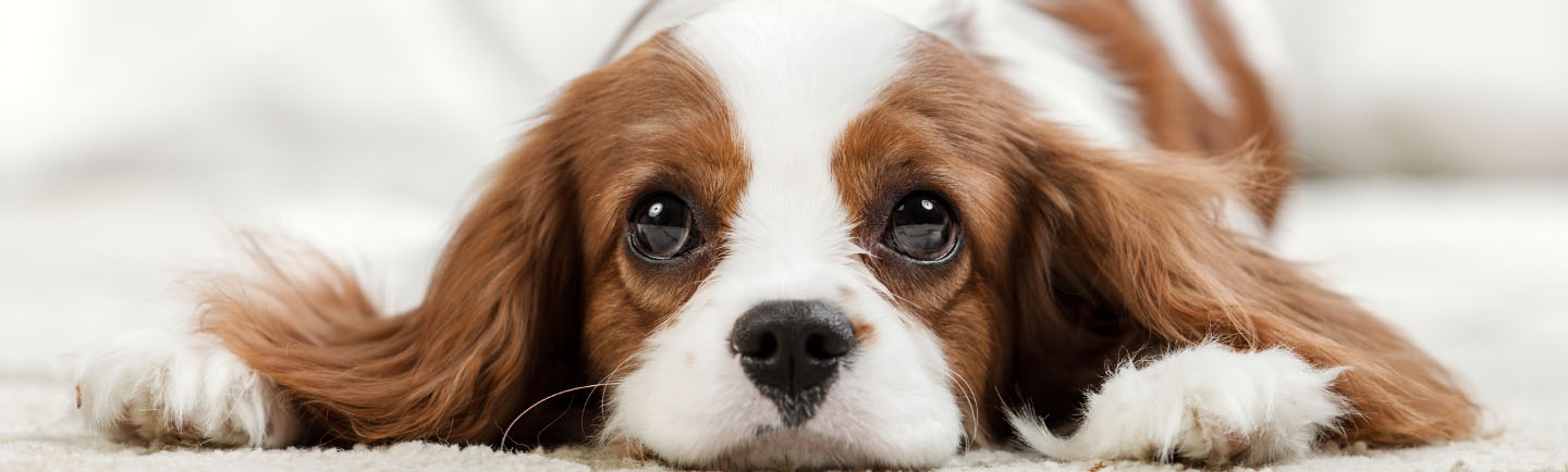 Diarrhoea in puppies desktop