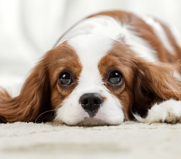 Diarrhoea in puppies mobile