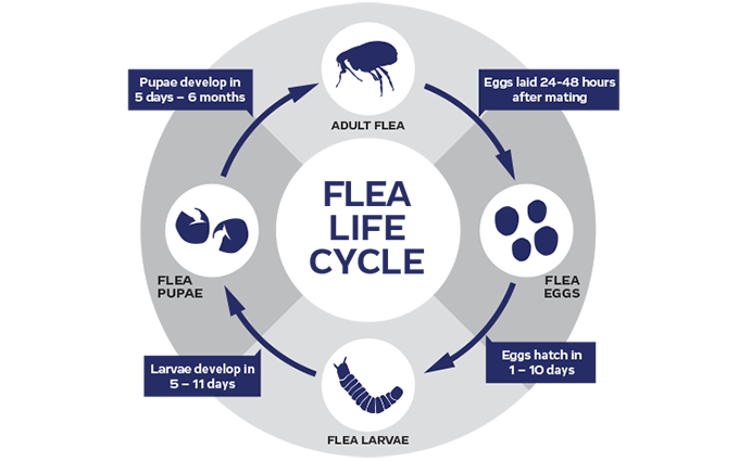 flea life cycle