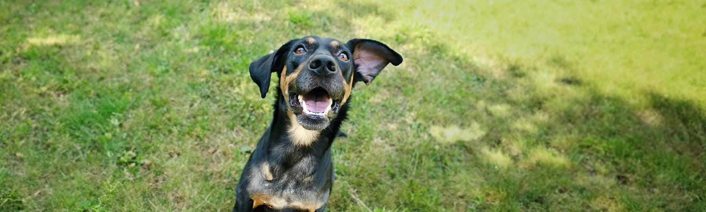 Cleaning and Brushing Dog Teeth desktop