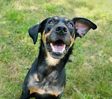 Cleaning and Brushing Dog Teeth mobile
