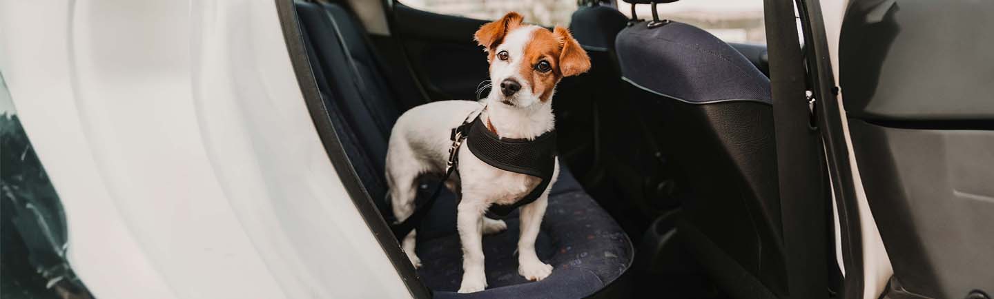 Cute-Small-Jack-Russel-Dog-Standing-on-Back-Seat