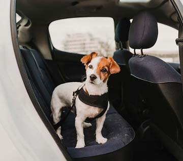 Cute-Small-Jack-Russell-Dog-Standing-Back-Seat-Car