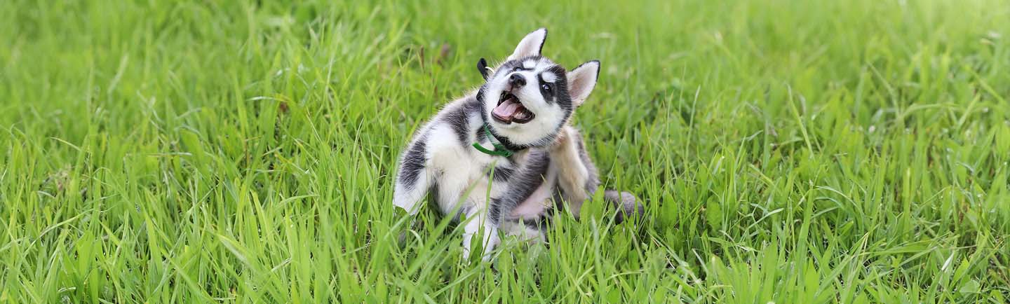 Allergies in Dogs desktop