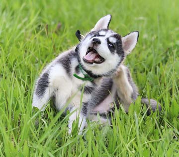 Allergies in Dogs mobile