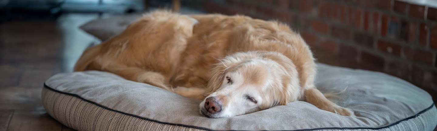 senior golden retriever resting1440x434