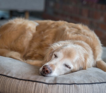 senior golden retriever resting360x316