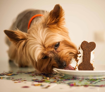 Dog Birthday Cake Recipe mobile