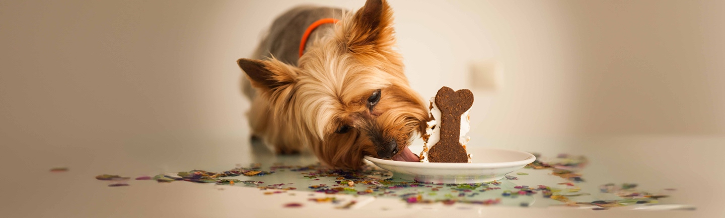Dog Birthday Cake Recipe desktop